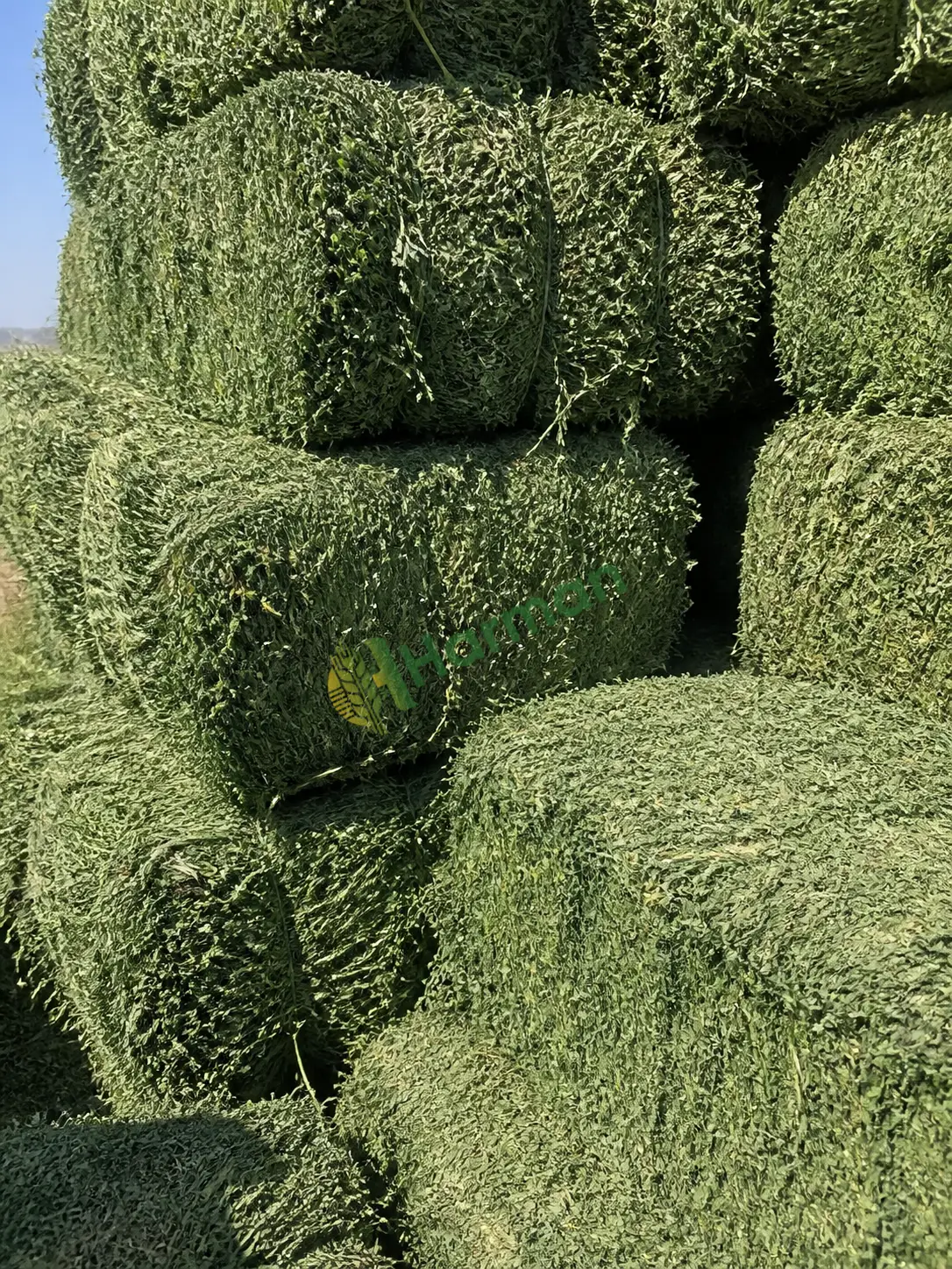 Kuru yonca balyası