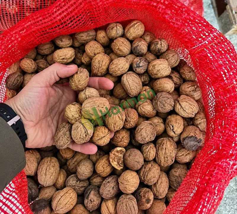 Kurumuş Kabuklu ceviz