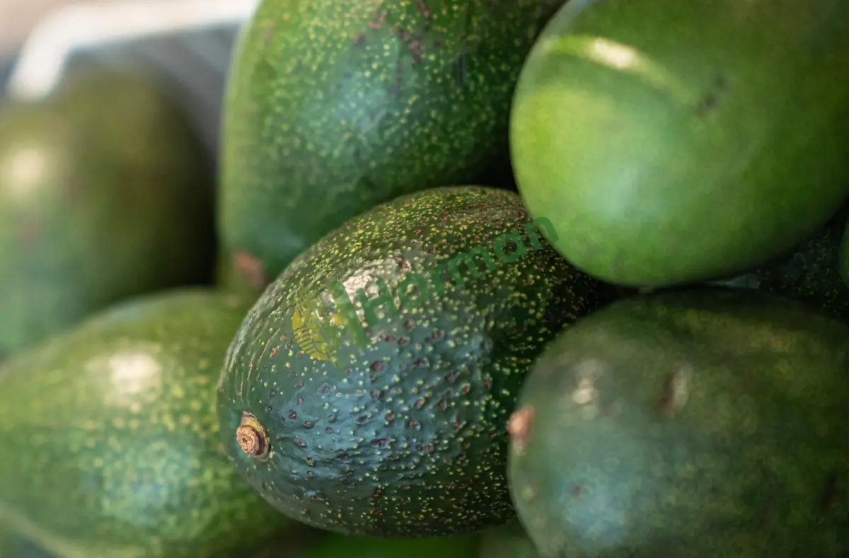 Kurutmalık sert etli avokado alınacaktır - Bolu Merkez