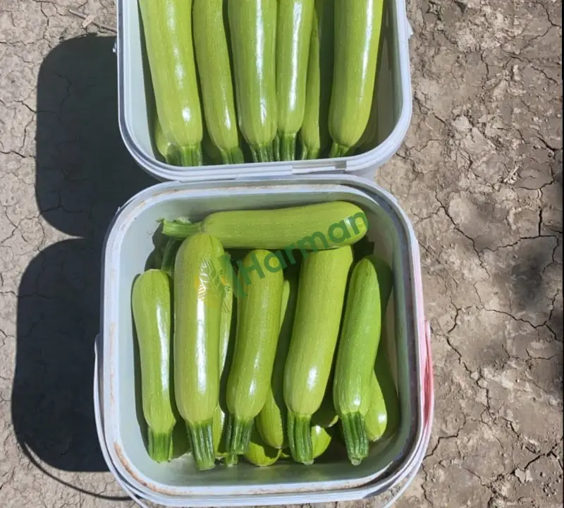 KABAK hal fiyatı