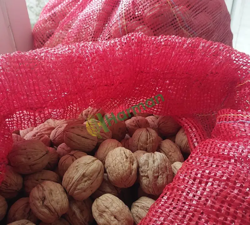 Kurutulmuş, çuvallanmiş chandler ceviz