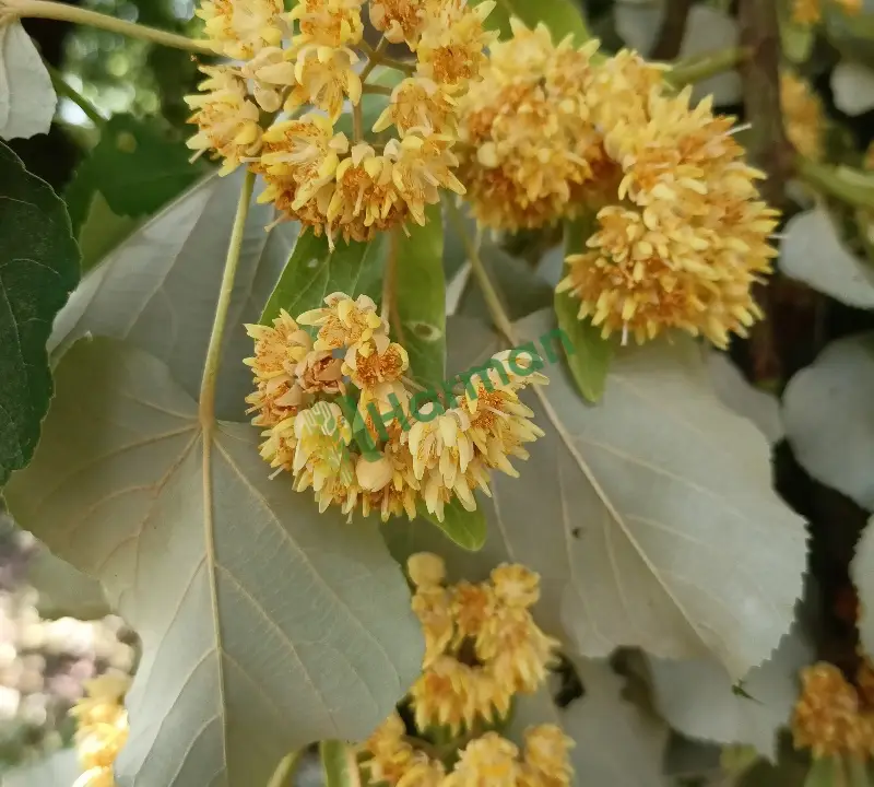 Kurutulmuş ıhlamur çiçeği
