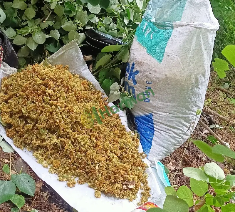 Kurutulmuş ıhlamur çiçeği