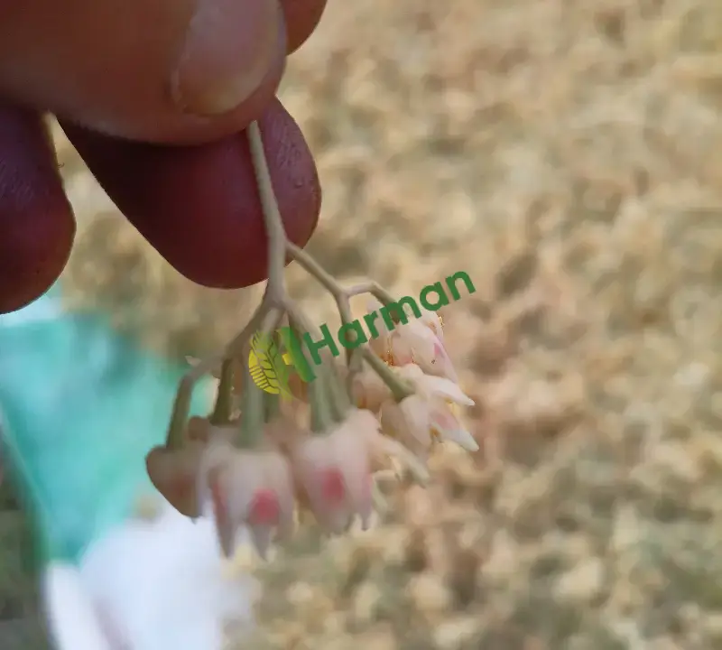 Kurutulmuş ıhlamur çiçeği