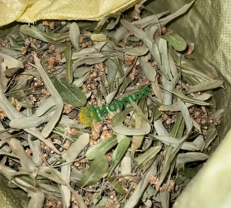 Kurutulmuş iri çiçek ıhlamur