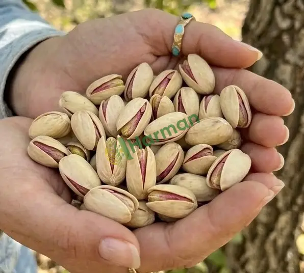 Kurutulmuş kabuksuz Antep fıstığı