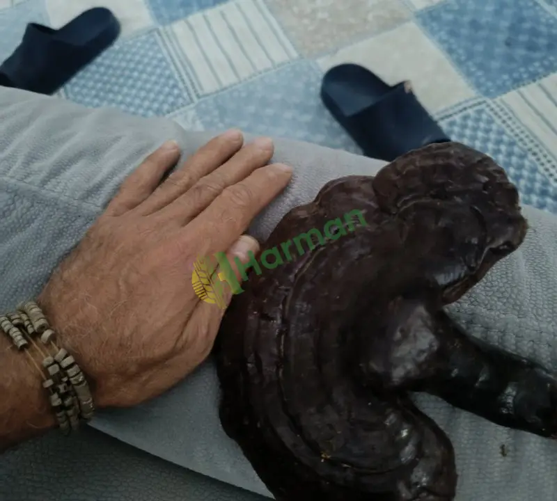 Kurutulmuş reishi mantarı