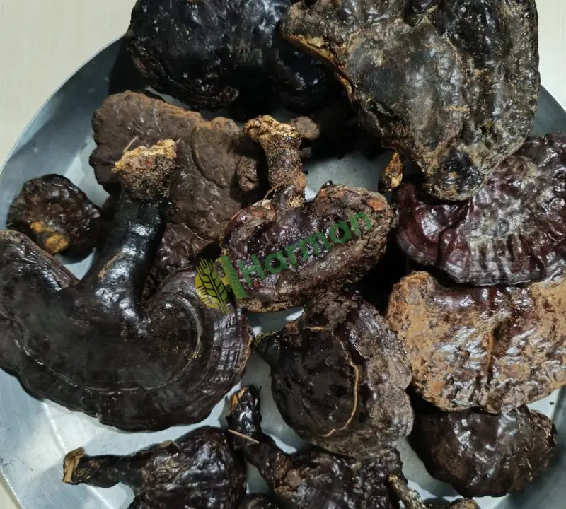 Kurutulmuş reishi mantarı