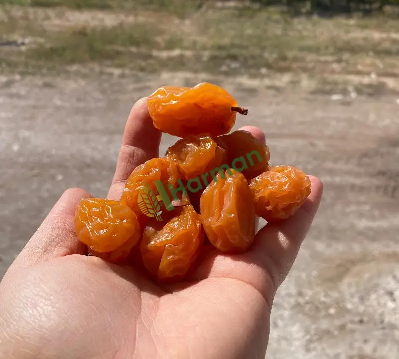 Kurutulmuş sarı erik