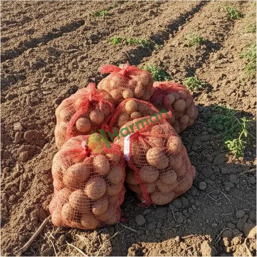 Kütahya Şaphane patates alıcısıyım