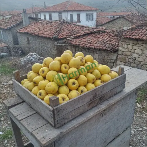 Kütahya Domaniç'te ayva alınacak