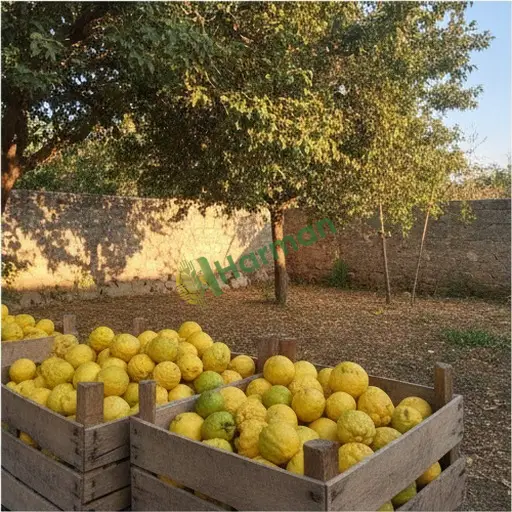 Kütahya Merkez'de bergamot alınacak