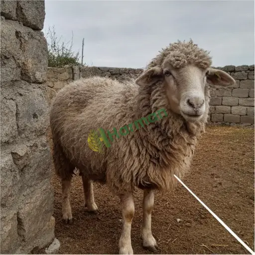 Kütahya Pazarlar kıvırcık satılık
