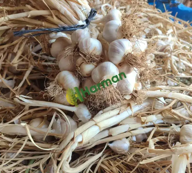 Kütahya Yerli Kuru Sarımsak – 15 kg