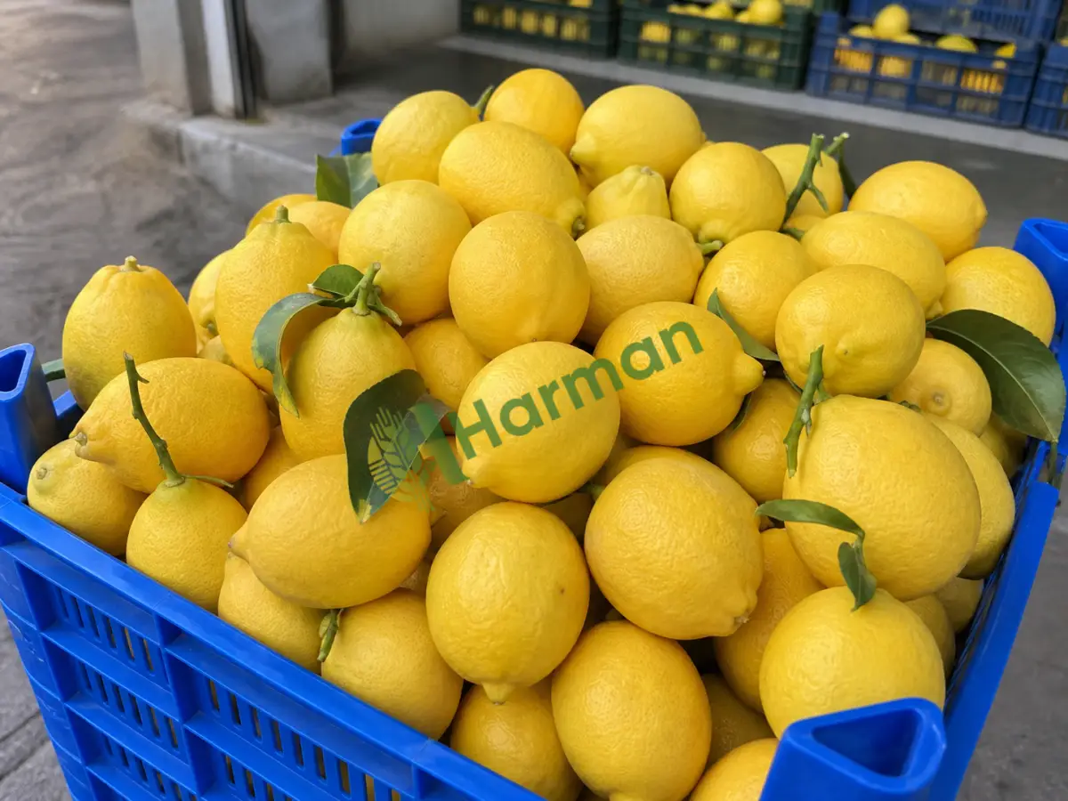 Kütdiken limon