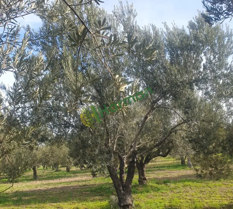 Kuzey Ege Erken Hasat Soğuk Sıkım Naturel Sızma Zeytinyağı