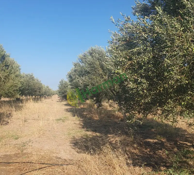 Kuzey Ege Erken Hasat Soğuk Sıkım Naturel Sızma Zeytinyağı