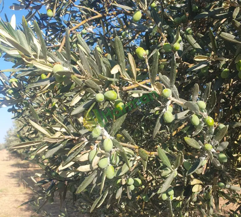 Kuzey Ege Erken Hasat Soğuk Sıkım Naturel Sızma Zeytinyağı