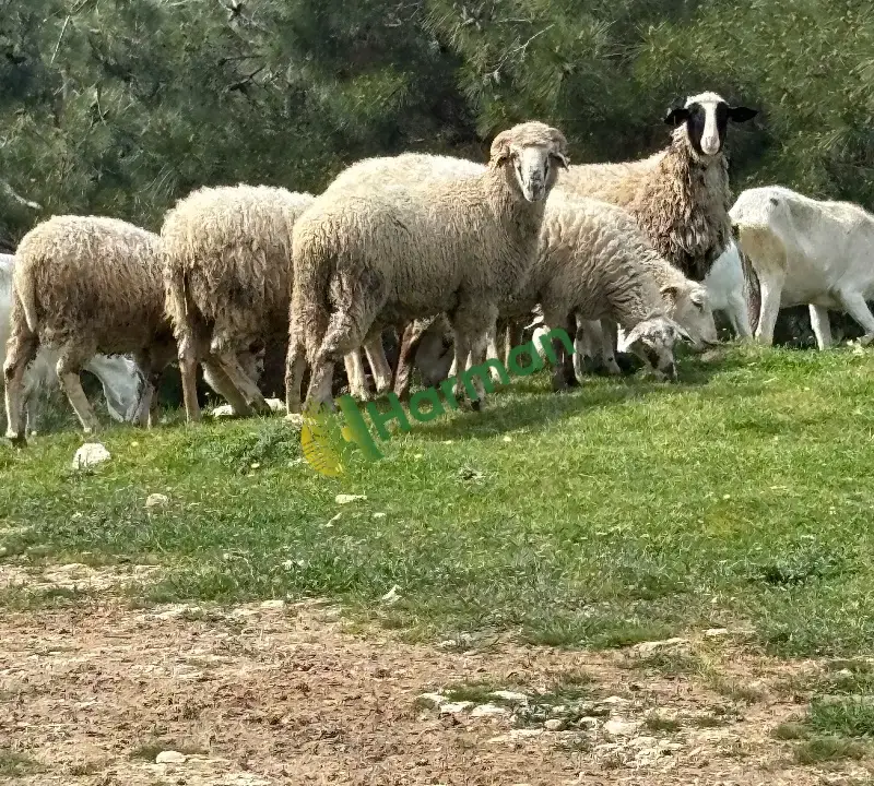 Kuzu erkek-dişi- koyun