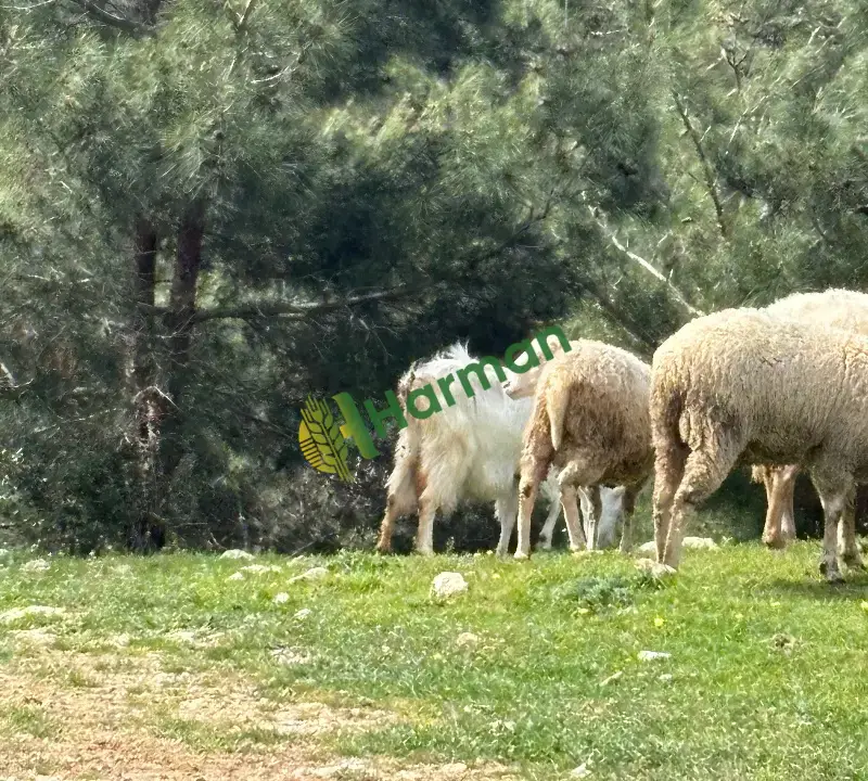 Kuzu erkek-dişi- koyun