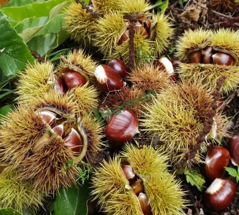 Kuzu kestane inebolu