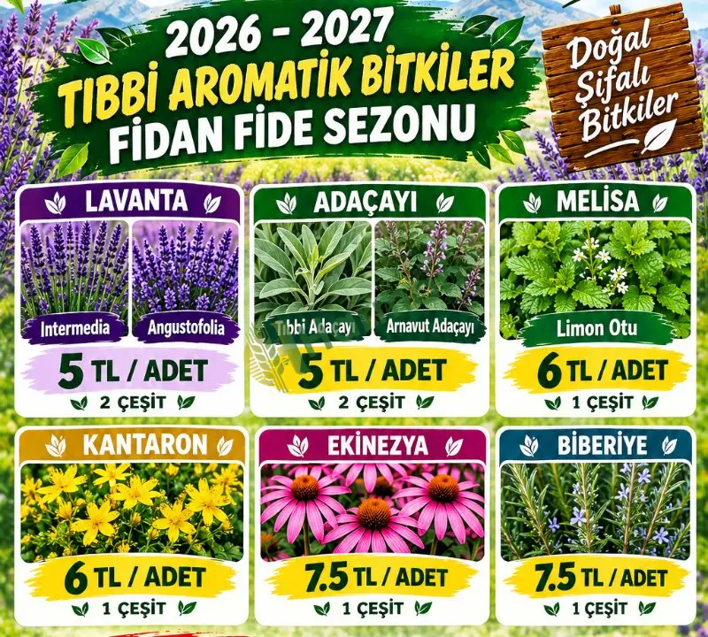 LAVANTA ADAÇAYI BİBERİYE