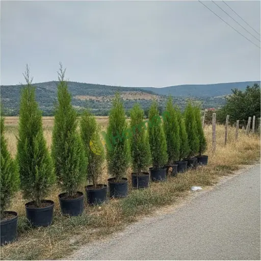 Aksaray Sarıyahşi'de 200 adet leylendi çiti arıyorum