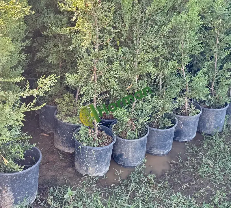 Leylandi fidanı satıyorum