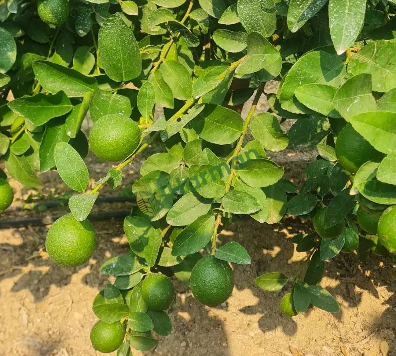 Lime Limon