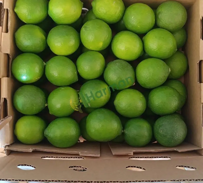 Lime Limon