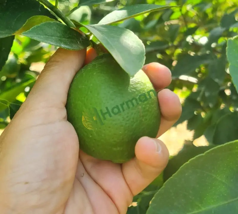 Lime Limon