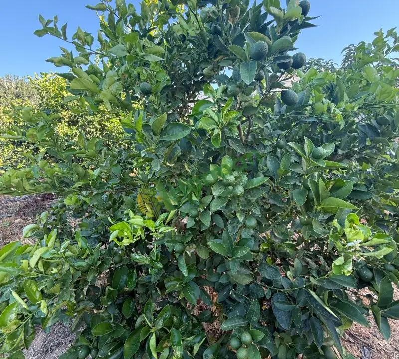 Lime Limon - Anamur