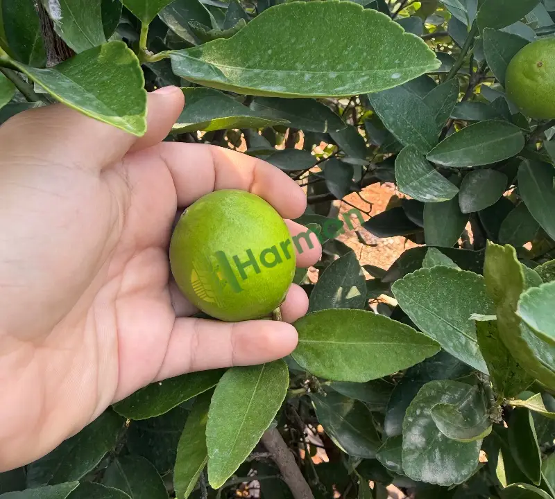 Lime limon