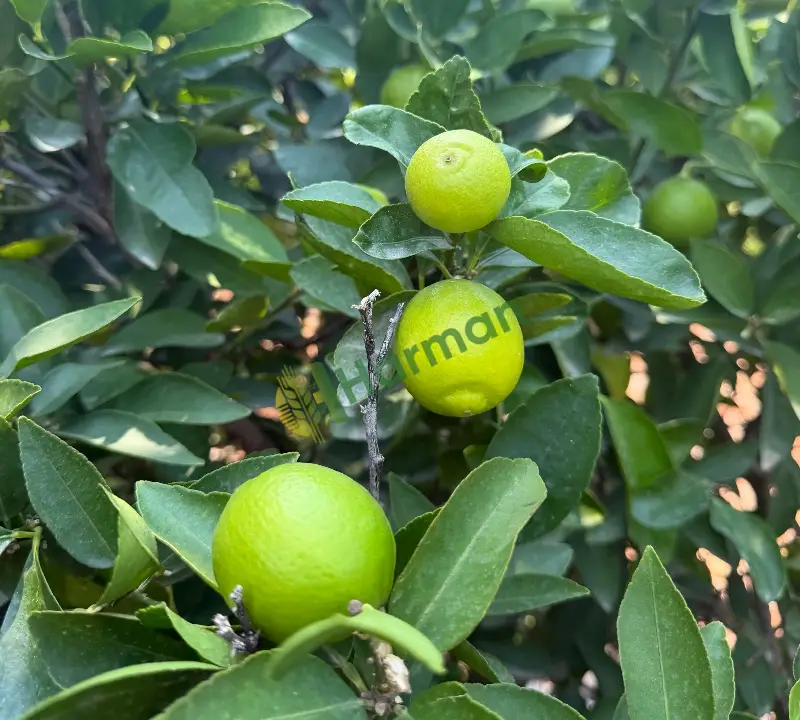 Lime limon