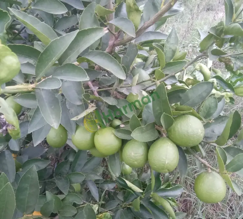 Limon