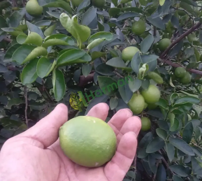 Lime