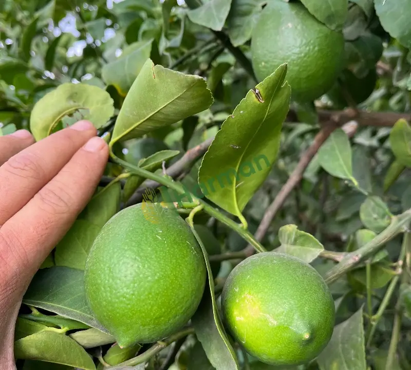Limon