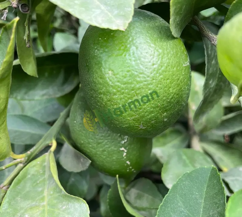 Limon