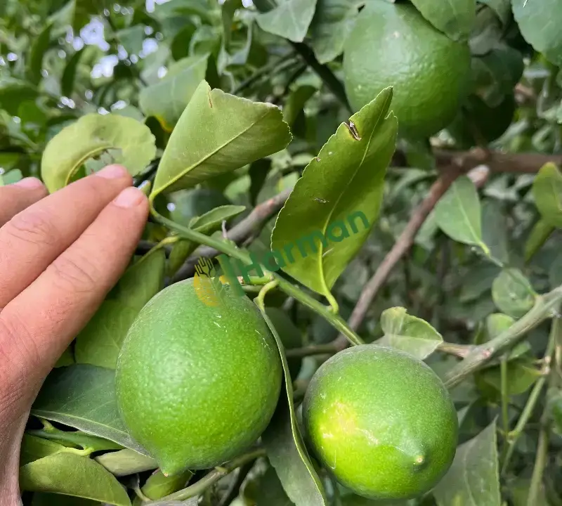 Limon