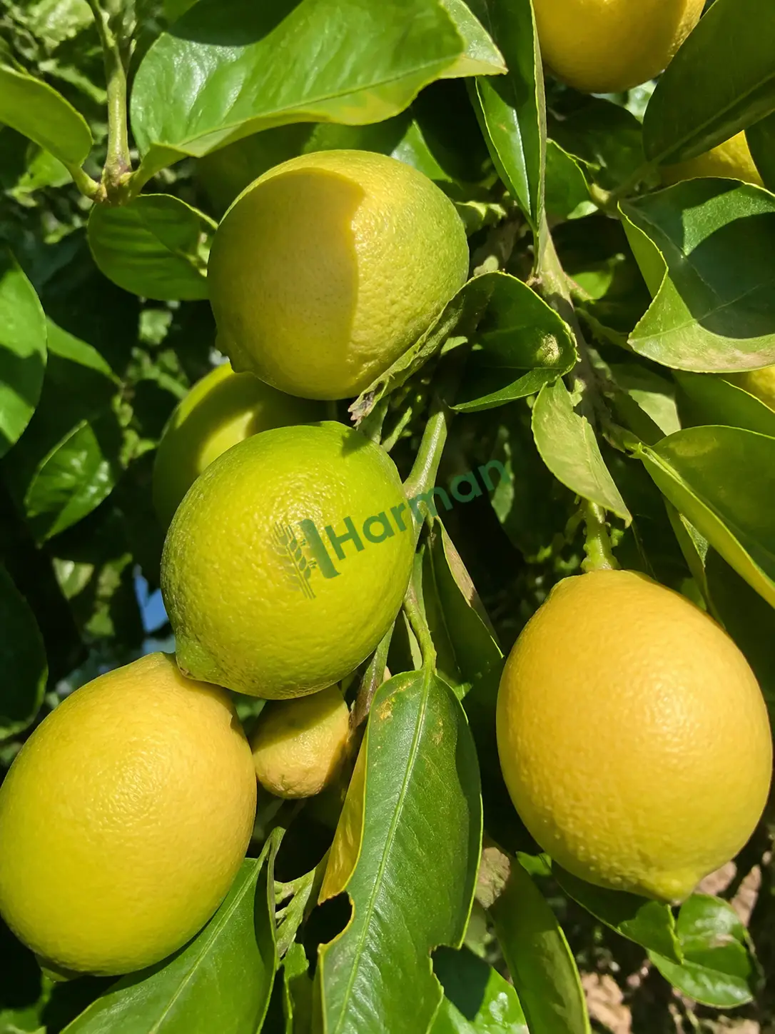 Limon hal fiyatı