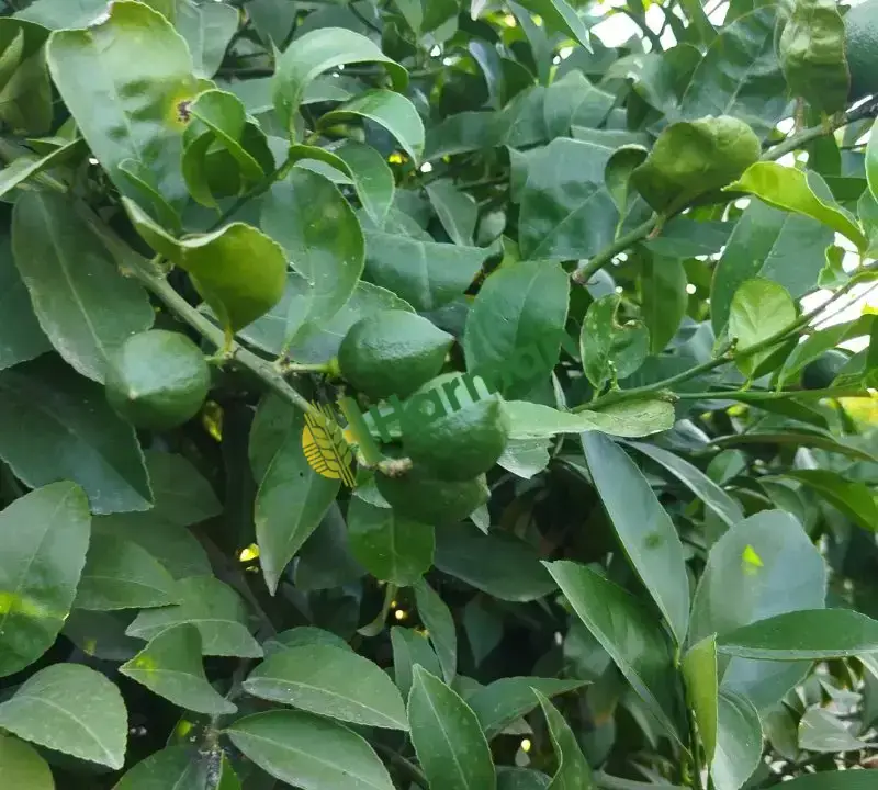 Limon volkamariya