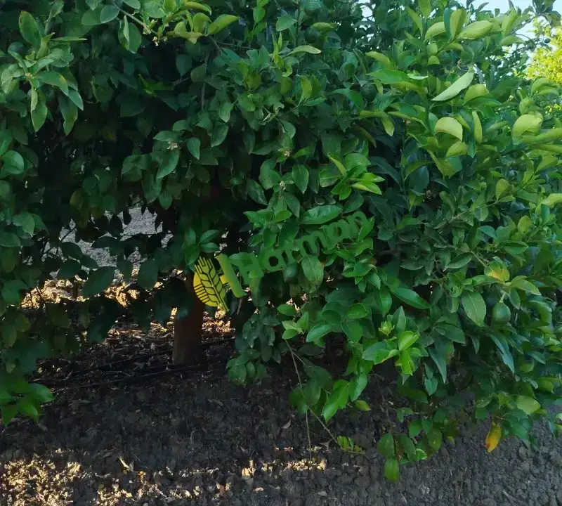 Limon volkamariya