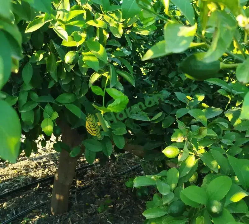 Limon volkamariya
