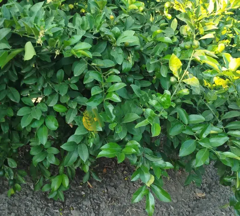 Limon volkamariya