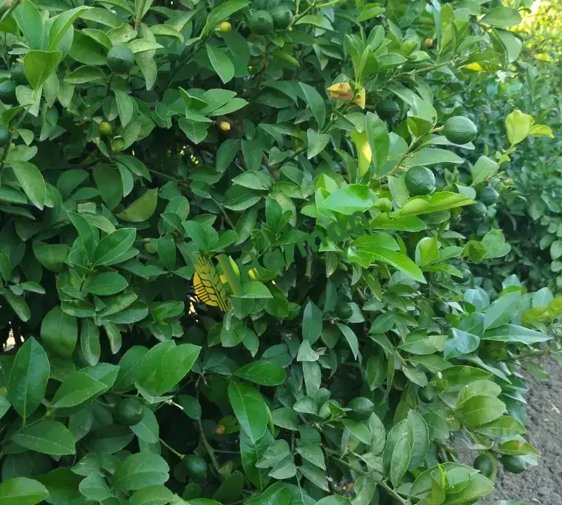 Limon volkamariya
