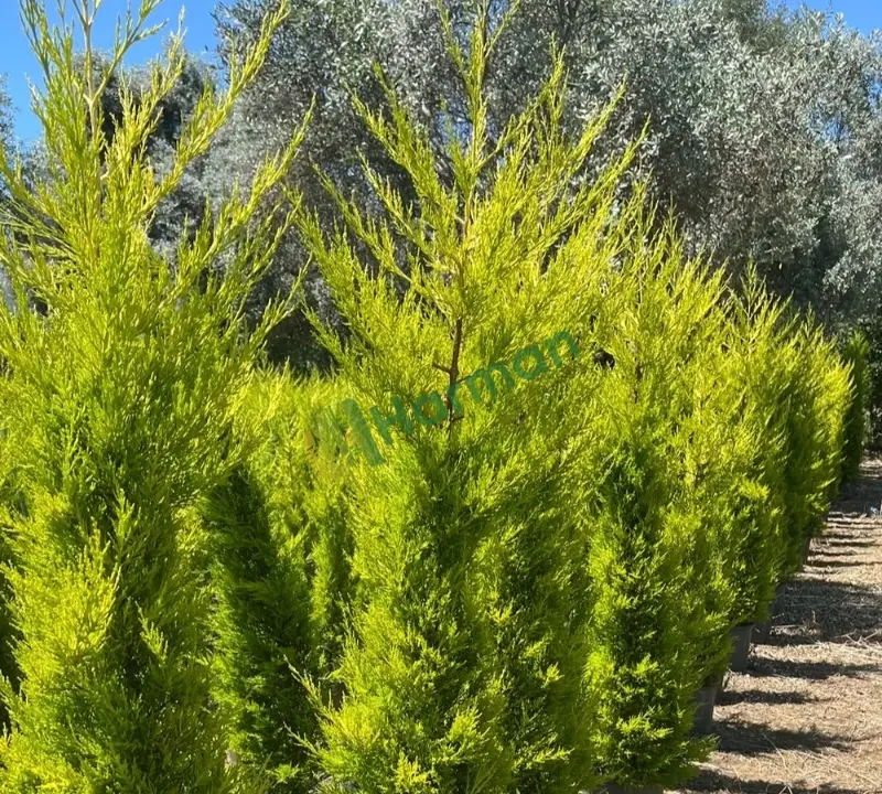 Limoni Servi