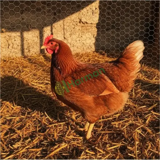 Malatya Kuluncak · Aranan Damızlık Tavuk