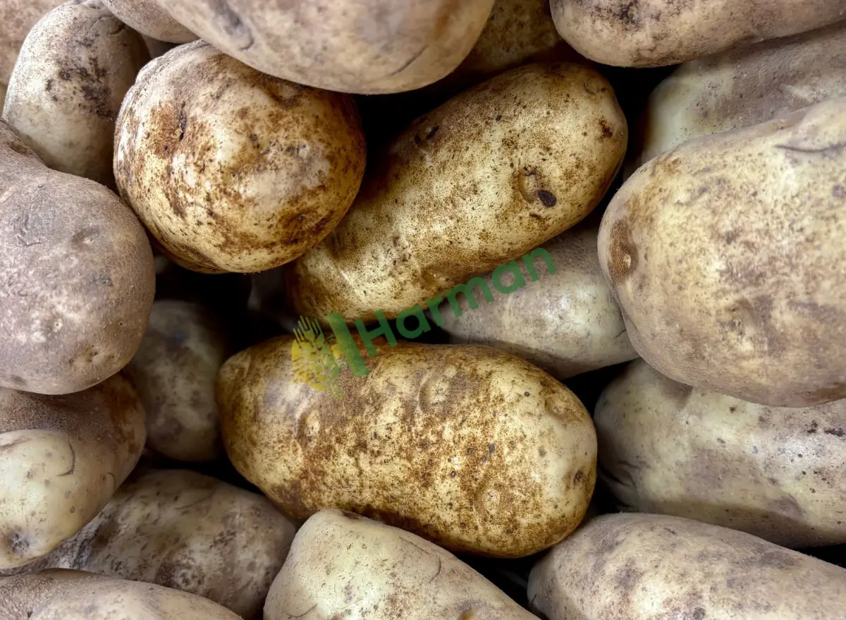 Lokantalık çuval patates arıyoruz, toptan - Rize Merkez