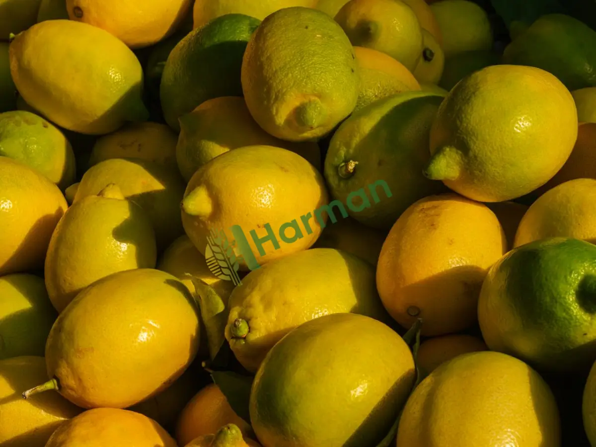 Lokantalık ince kabuk sulu limon alınır -Çorum Osmancık