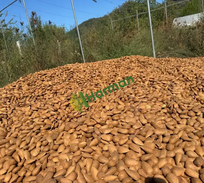 Lorenne - 3 ton badem yeni hasat